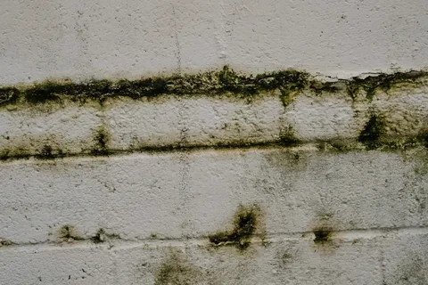 Impermeabilización de sótanos en Getxo: pide presupuesto. Muro de bloque con manchas de humedad y moho